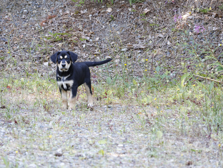 chinook dog